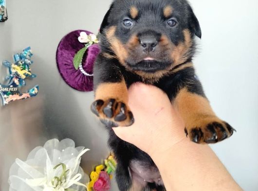 Dişi Rotweiler Yavruları görsel