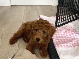 3 Aylık Erkek Toy Poodle Irk Garantili