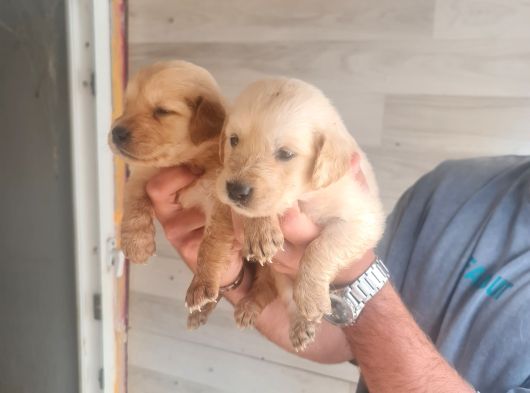 Golden Bebeklerimiz Için Acele Edin görsel