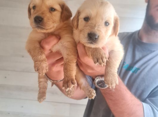 Golden Bebeklerimiz Için Acele Edin görsel