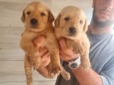 Golden Bebeklerimiz Için Acele Edin