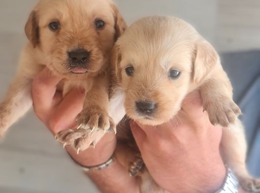 Golden Bebeklerimiz Için Acele Edin görsel