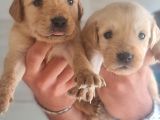 Golden Bebeklerimiz Için Acele Edin