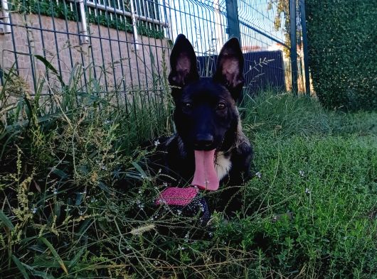 Ust Duzey Di̇şi̇ Malinois Yavrum