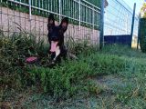 Ust Duzey Di̇şi̇ Malinois Yavrum