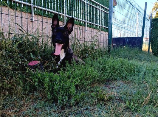 Ust Duzey Di̇şi̇ Malinois Yavrum görsel