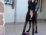 Ust Duzey Di̇şi̇ Malinois Yavrum