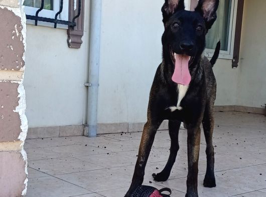 Ust Duzey Di̇şi̇ Malinois Yavrum görsel