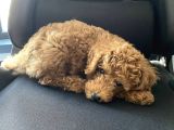 3 Aylık Erkek Toy Poodle Irk Garantili