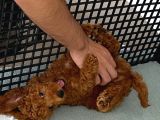 3 Aylık Erkek Toy Poodle