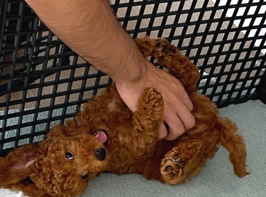 3 Aylık Erkek Toy Poodle Irk Garantili görsel