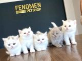 Kedi̇ci̇den Renk Renk British Shorthair Yavrulari Ankara