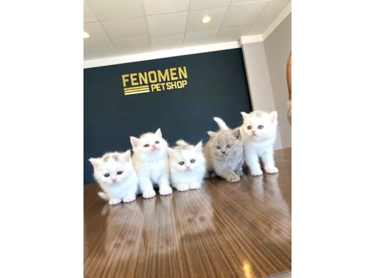 Kedi̇ci̇den Renk Renk British Shorthair Yavrulari Ankara görsel