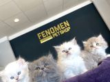 Kedi̇ci̇den Renk Renk British Shorthair Yavrulari Ankara