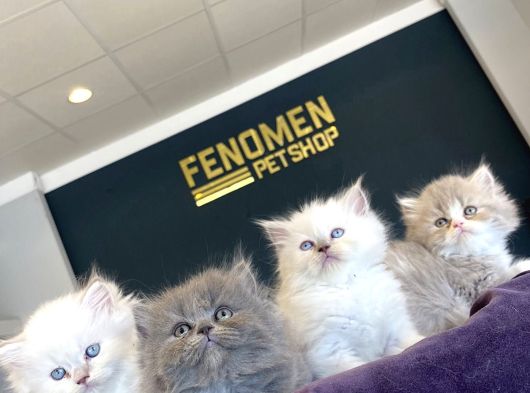 Kedi̇ci̇den Renk Renk British Shorthair Yavrulari Ankara görsel