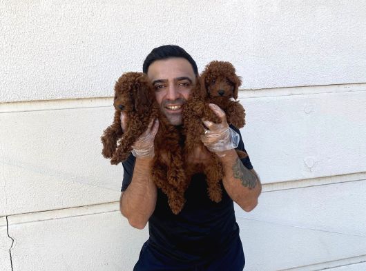 Renk Renk Orji̇nal Toy Poodle Yavrularimiz Güncel Ankara görsel