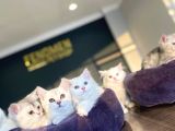 Kedi̇ci̇den Renk Renk British Shorthair Yavrulari Ankara
