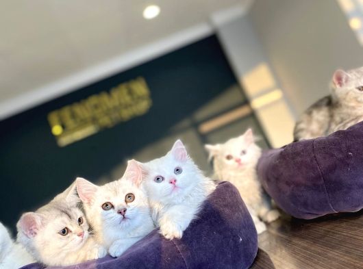 Kedi̇ci̇den Renk Renk British Shorthair Yavrulari Ankara görsel