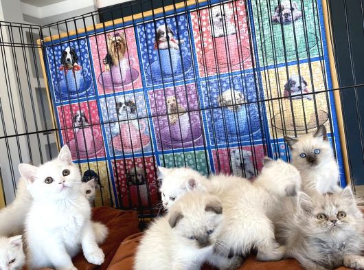 Kedi̇ci̇den Renk Renk British Shorthair Yavrulari Ankara görsel