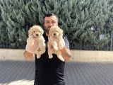 Renk Renk Orji̇nal Toy Poodle Yavrularimiz Güncel Ankara