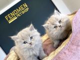 Kedi̇ci̇den Renk Renk British Shorthair Yavrulari Ankara