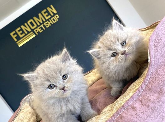 Kedi̇ci̇den Renk Renk British Shorthair Yavrulari Ankara görsel
