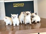 KEDİCİDEN RENK RENK BRITISH SHORTHAIR YAVRULARI ANKARA