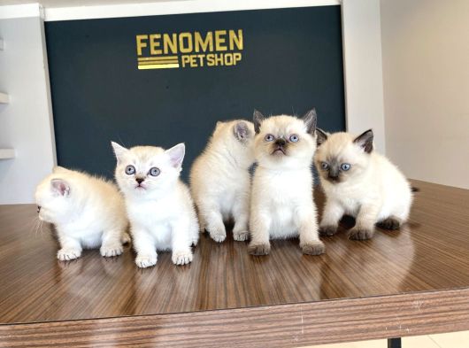 Kedi̇ci̇den Renk Renk British Shorthair Yavrulari Ankara
