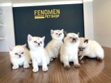 Kedi̇ci̇den Renk Renk British Shorthair Yavrulari Ankara