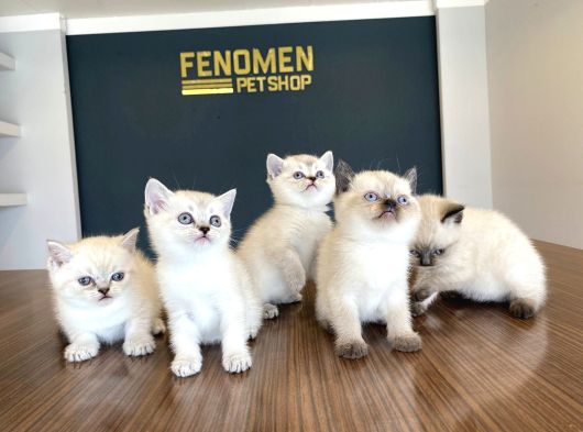 Kedi̇ci̇den Renk Renk British Shorthair Yavrulari Ankara görsel