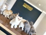 Kedi̇ci̇den Renk Renk British Shorthair Yavrulari Ankara