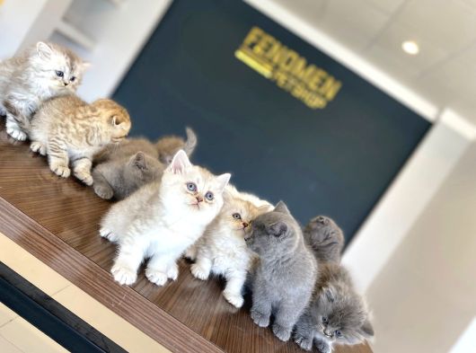 Kedi̇ci̇den Renk Renk British Shorthair Yavrulari Ankara görsel