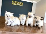 Kedi̇ci̇den Renk Renk British Shorthair Yavrulari Ankara