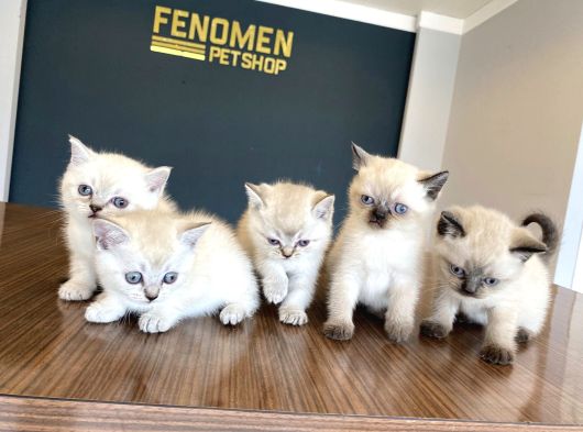 Kedi̇ci̇den Renk Renk British Shorthair Yavrulari Ankara görsel