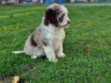 Aussiandoodle Bernadoodle Pupy Türkiyede Tek