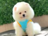 Sevimli Pomeranian Yavrular