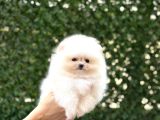 Sevimli Pomeranian Yavrular