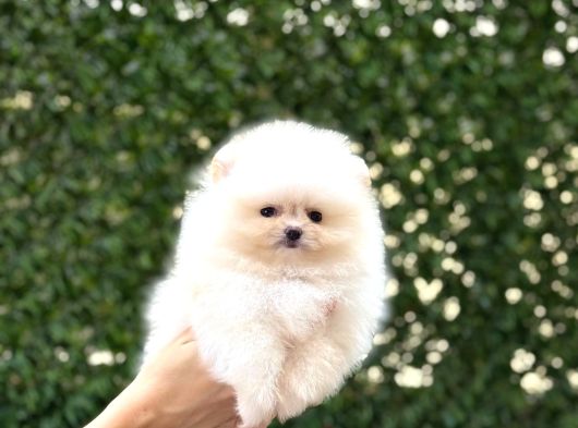 Sevimli Pomeranian Yavrular görsel