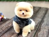 A KALİTE POMERANIAN BOO YAVRULAR