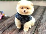 A Kali̇te Pomeranian Boo Yavrular