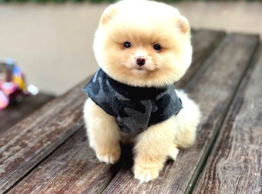 A Kali̇te Pomeranian Boo Yavrular görsel