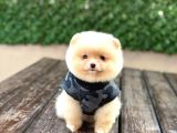 A Kali̇te Pomeranian Boo Yavrular