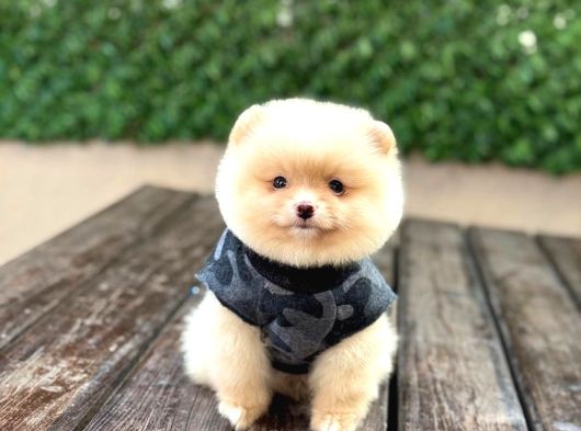 A Kali̇te Pomeranian Boo Yavrular görsel