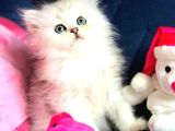 British Shorthair Ve Longhair Silver Yavrular