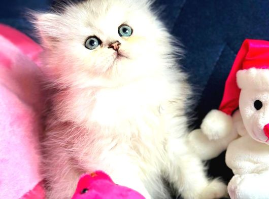 British Shorthair Ve Longhair Silver Yavrular görsel