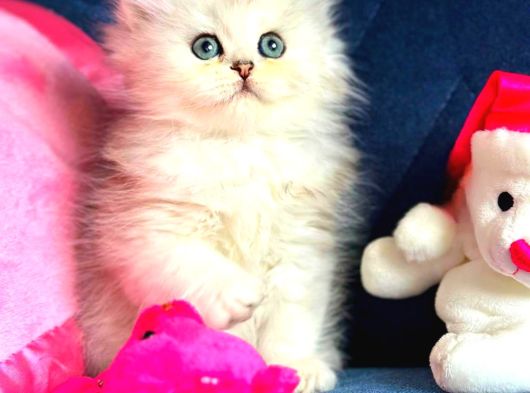 British Shorthair Ve Longhair Silver Yavrular görsel