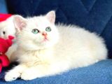 British Shorthair ve Longhair silver yavrular