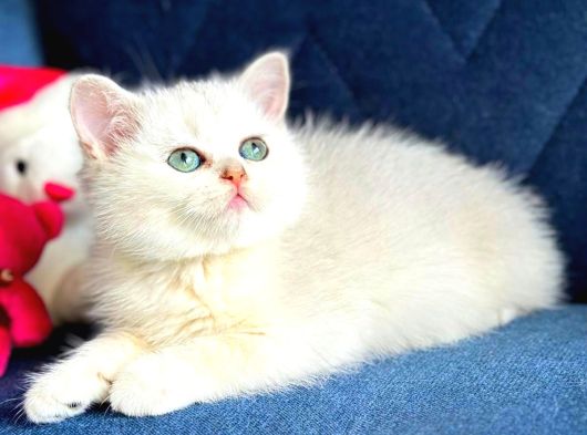 British Shorthair Ve Longhair Silver Yavrular