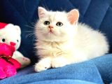 British Shorthair Ve Longhair Silver Yavrular