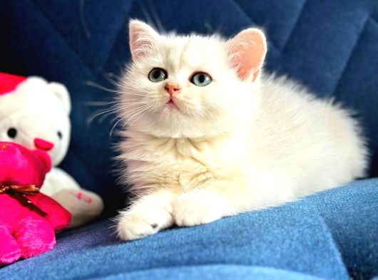 British Shorthair Ve Longhair Silver Yavrular görsel